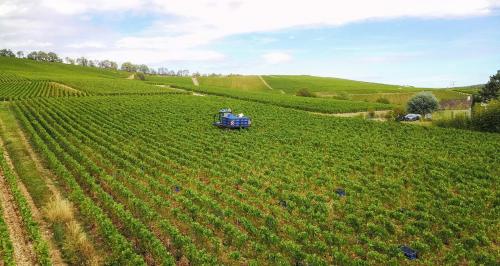 Les Champagnes Devitry